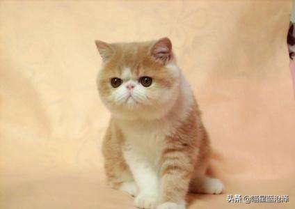 加菲猫聪明调皮视频,可爱顽皮又讨喜的加菲猫