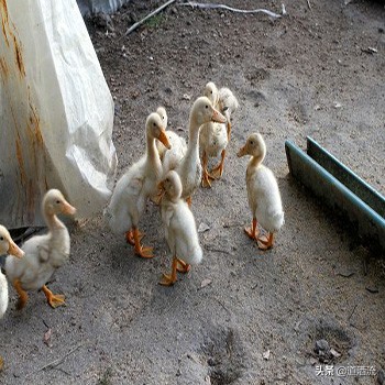 鹅巴氏杆菌病有什么症状,猪巴氏杆菌病症状和治疗论文