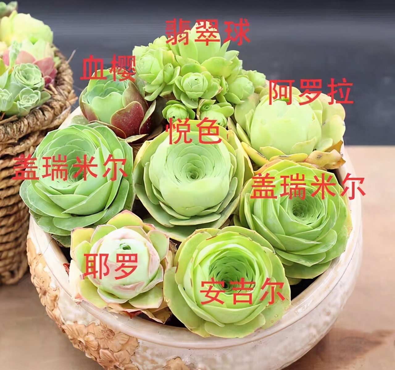 10种多肉天生爱徒长，不能“宠”着养，虐一虐才漂亮