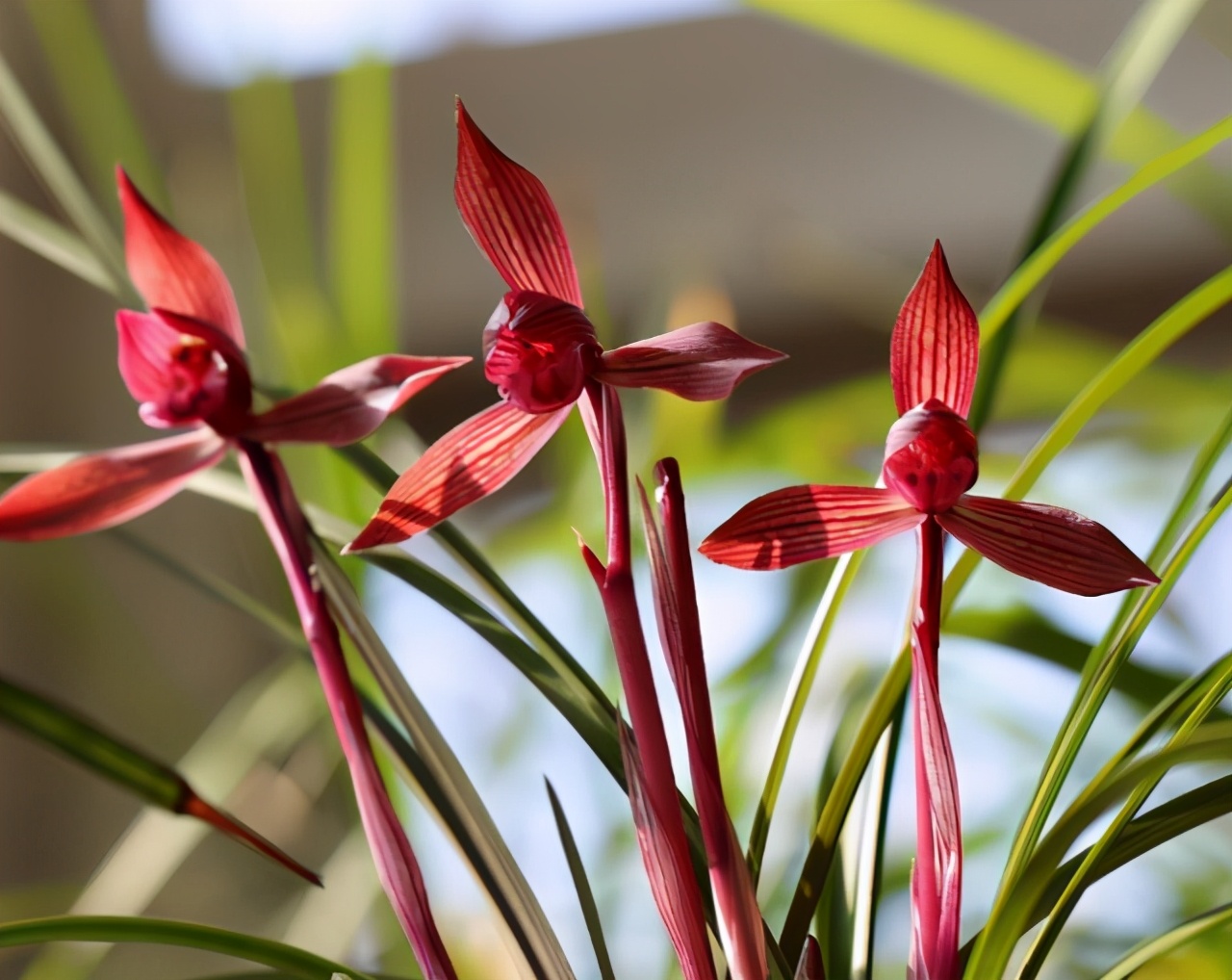 此兰曾2万一苗，被誉为“春兰之王”，是云南兰花界的骄傲