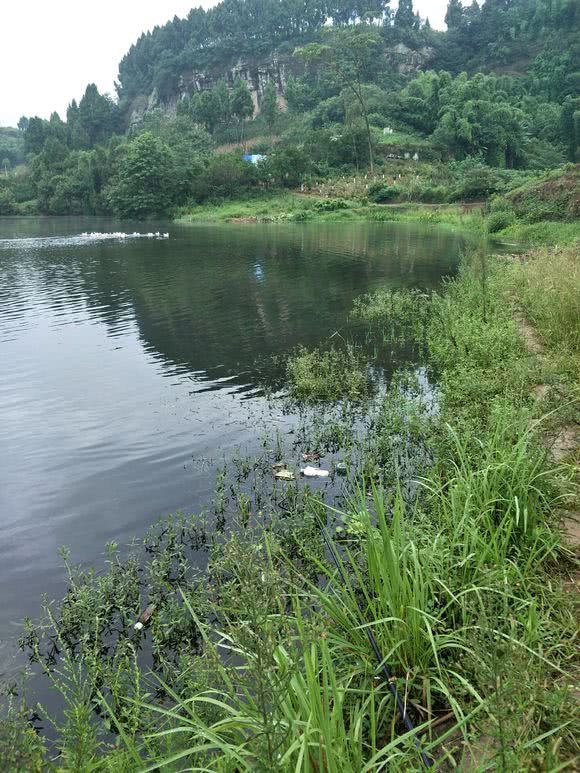 猪肝钓甲鱼真有那么神奇吗,猪肝钓甲鱼放在水里几个小时有效