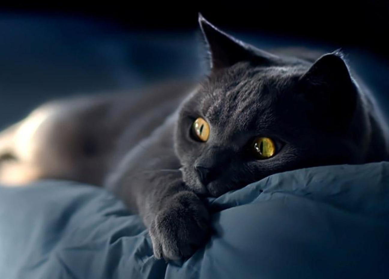 田园猫正宗的华夏喵星人,中华田园猫哪种猫性格好