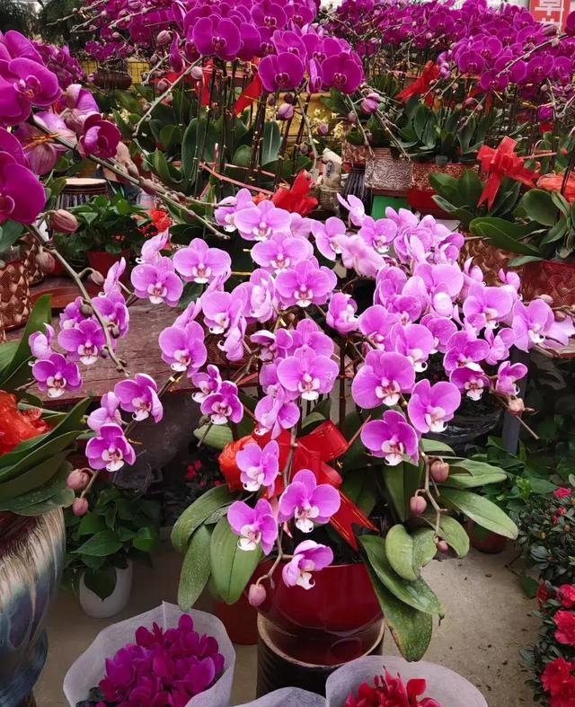 蝴蝶兰叶子发软怎么解决,蝴蝶兰花叶片发软怎么办