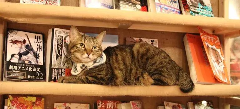 可以撸羊驼撸猫撸狗的咖啡厅,猫咖咖啡馆买猫