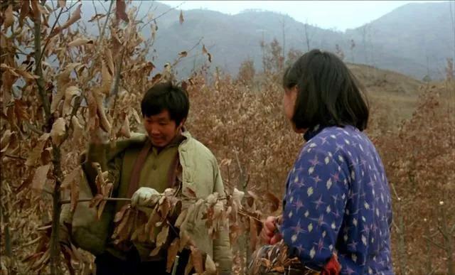 鸡窝洼人家贾平凹全文下载,贾平凹小说鸡窝洼人家讲的什么