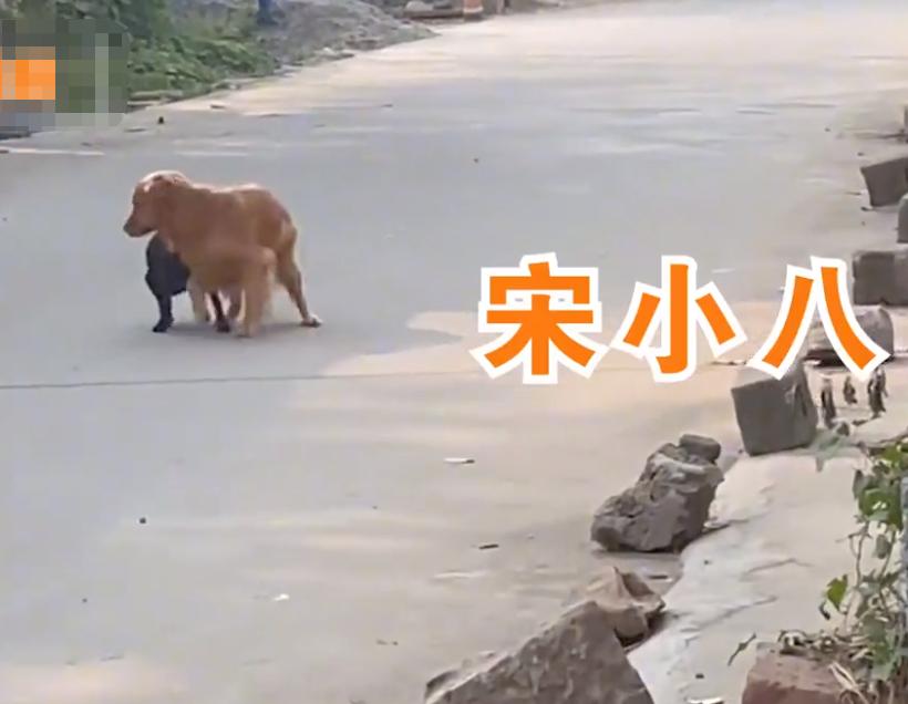 山东一金毛交男朋友玩私奔，主人气坏：我不同意，你配不上俺家狗