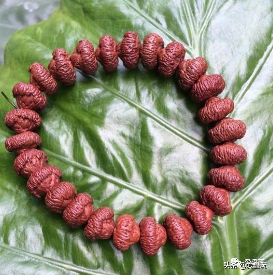 这张菩提子家谱，囊括30种，很少能有人认全