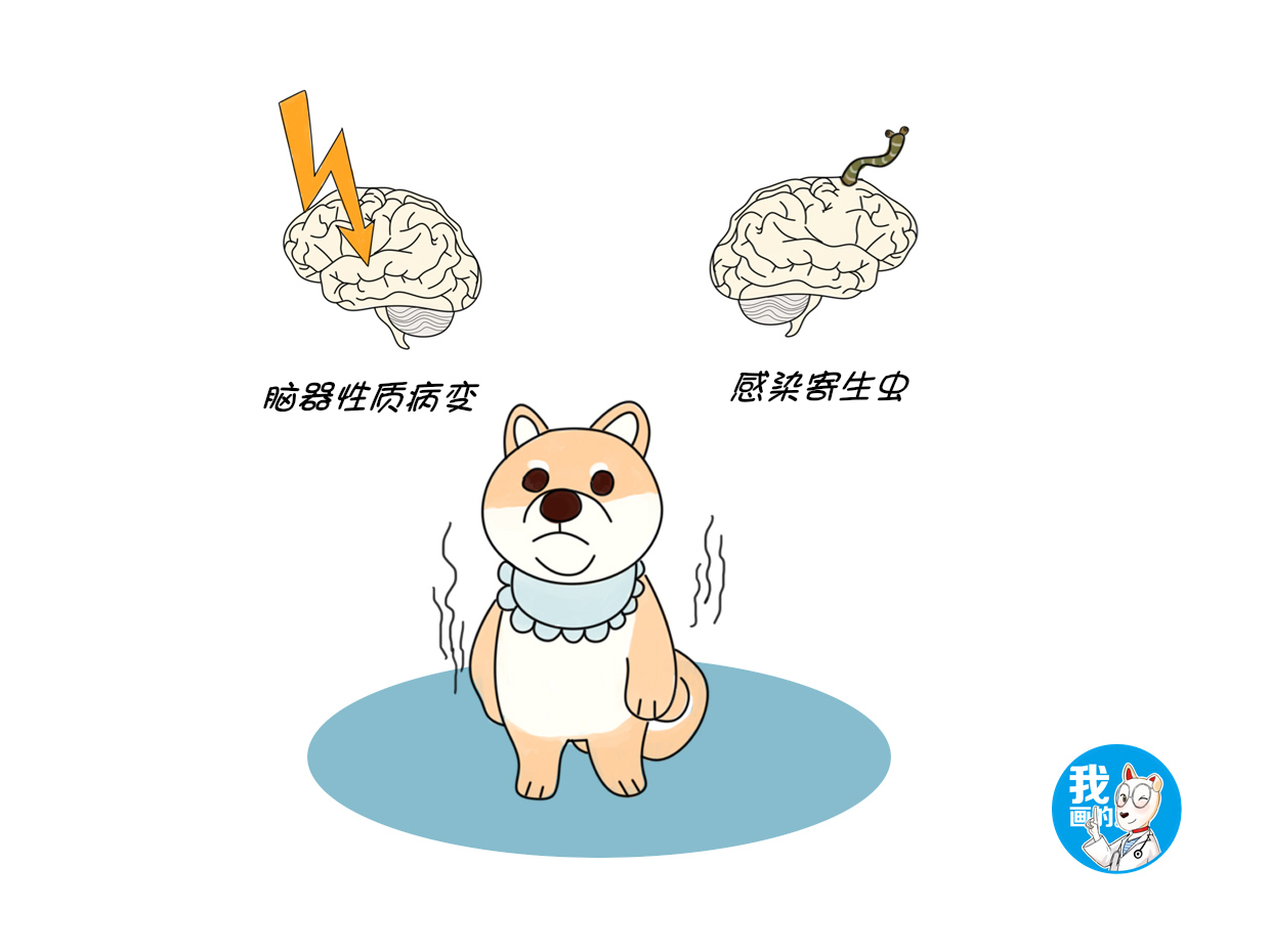 原发性癫痫多不能治愈，当狗狗疾病发作时，铲屎官该怎么做？