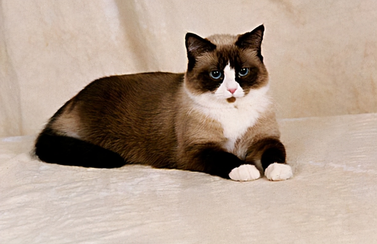 十种受欢迎的猫咪,6种最受欢迎的猫咪