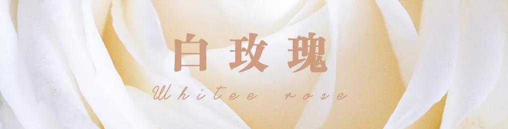 花店必备的5款玫瑰,花店常用的10款玫瑰花是哪些品种