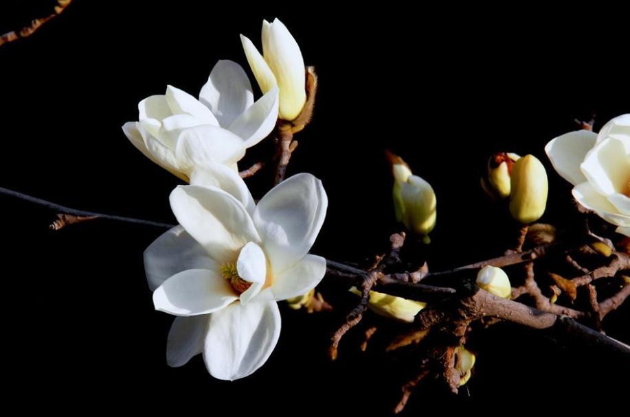 诗词朗诵春天来了,诗歌朗诵春天来了的视频