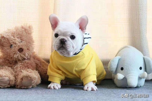 「养宠经验分享」斗牛流鼻涕会自愈吗，斗牛流鼻涕会自己好吗