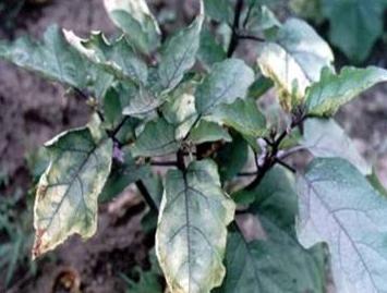 治疗重茬杀菌剂,哪个杀菌剂对黄萎病有效