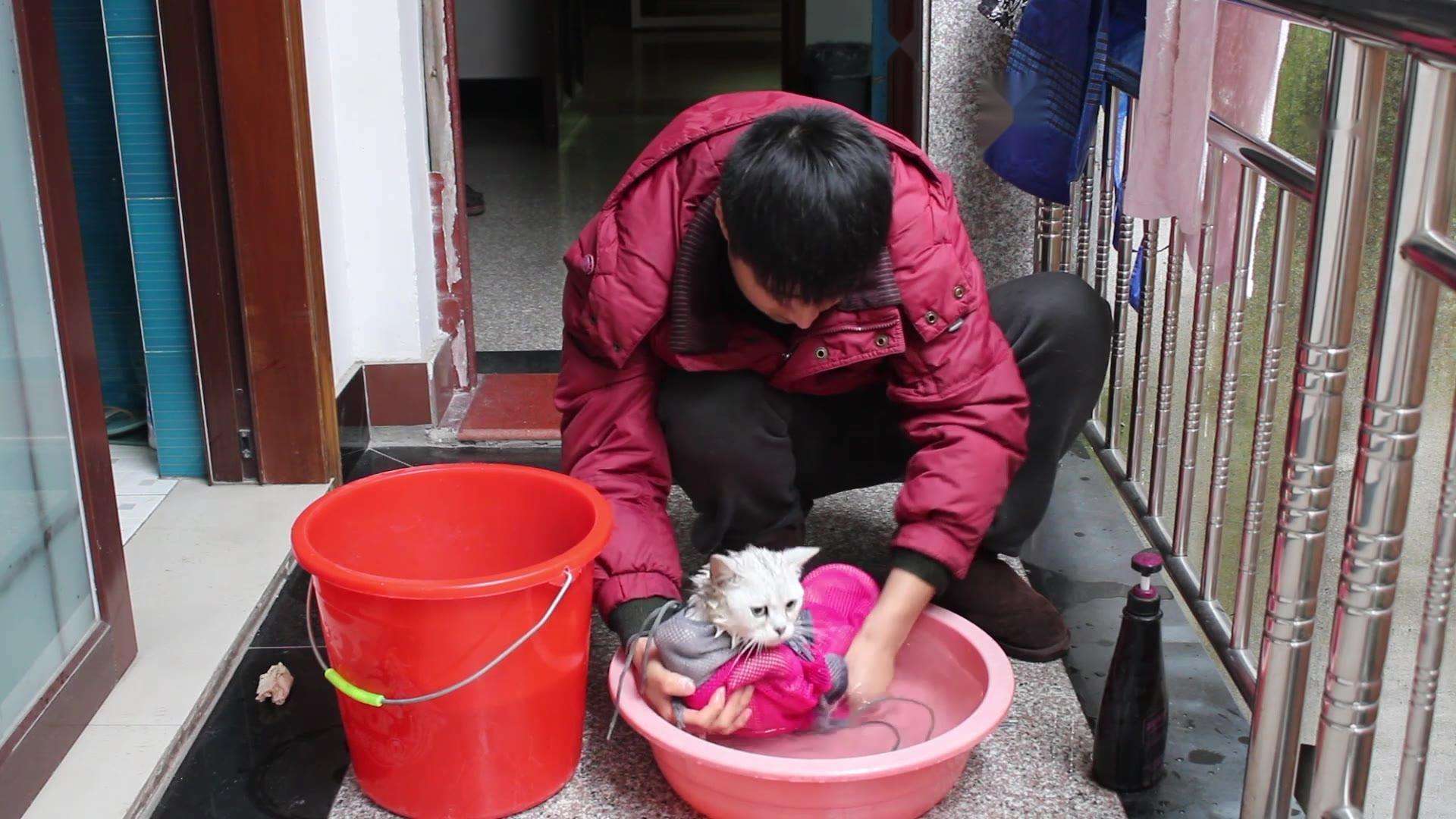 猫咪用了免洗手套洗了要吹干吗,猫咪洗澡不给吹干多久能自己干