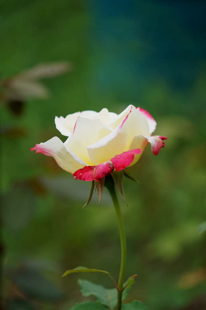 五月花；青山吹奏《蜗牛与黄鹂鸟》,D#调半音阶口琴演奏