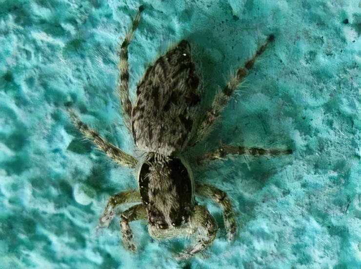 福建乡下一些常见的蜘蛛，看看有没有你认识的？