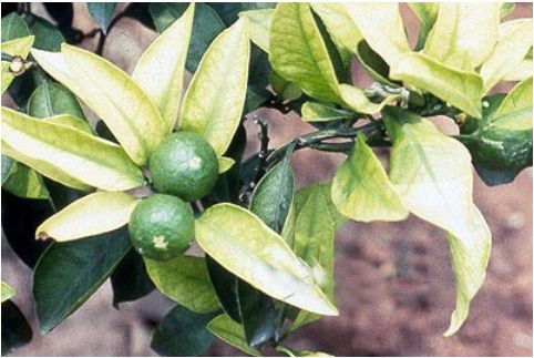 柑橘果肉没有水分硬是怎么造成的,柑橘有籽无籽是什么原因