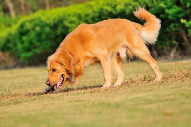 金毛月经期间能吃打虫药吗,金毛来月经可以洗澡吗