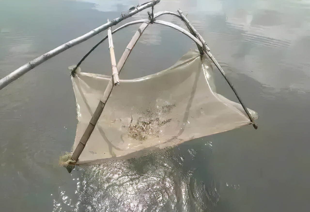 对虾不吃料是不是有虫,对虾有白便不吃料怎么样处理