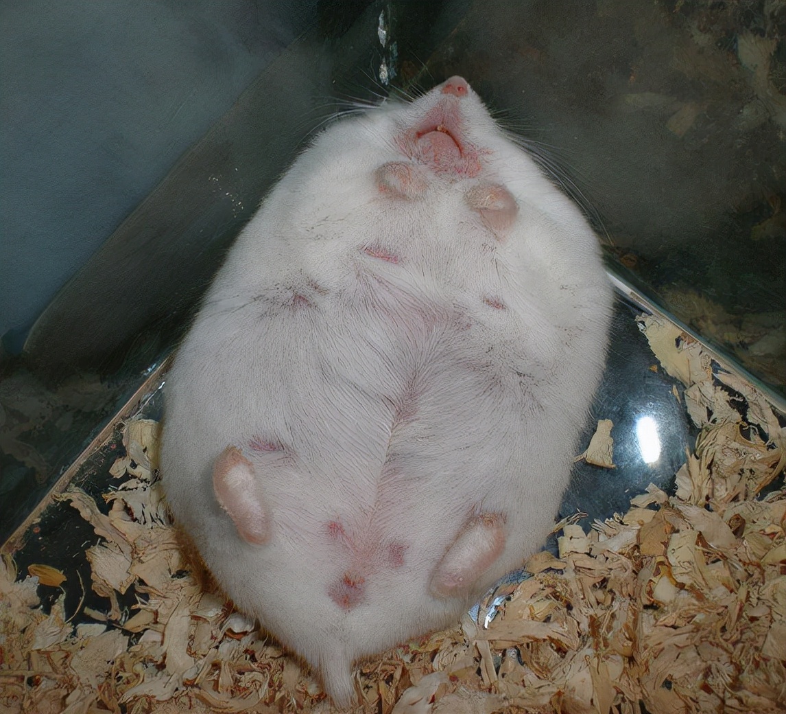 仓鼠怀孕被公仓鼠咬出血,仓鼠怀孕生小仓鼠的样子