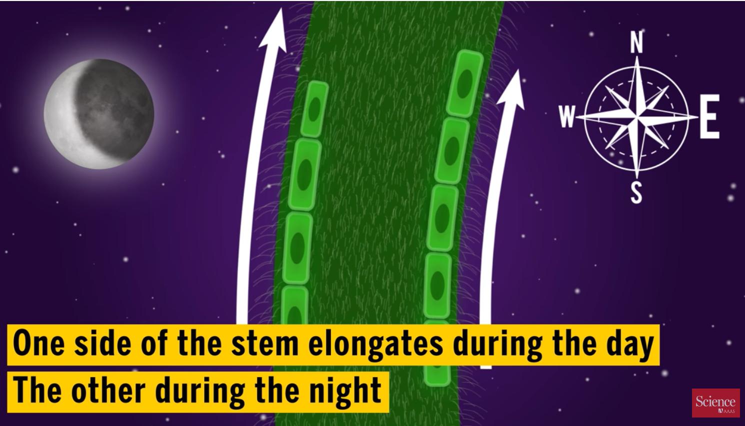 向日葵向阳生长是哪种生命现象,向日葵向阳生长的原因