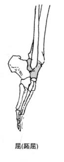 踝关节体态评估,体态评估如何评估踝关节内外翻