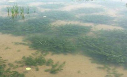 亚盐高处理方法,对虾亚盐超标根本解决办法