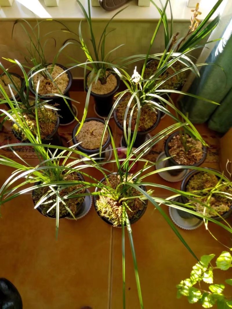 我们的童年时光,我们的童年舞蹈