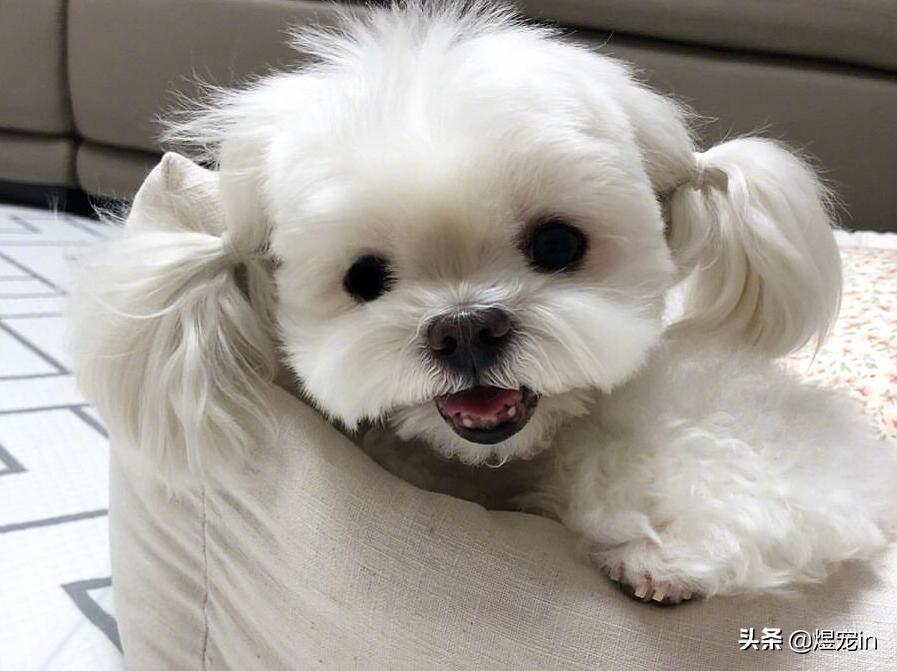 狗狗肚子不停的咕咕叫还伴有呕吐,狗狗嘴边挂粘稠口水还呕吐咋回事