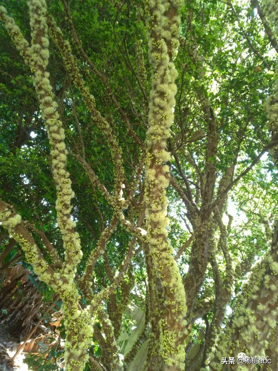 网络热门野生水果鉴定,鉴定网络热门水果仙人掌果实