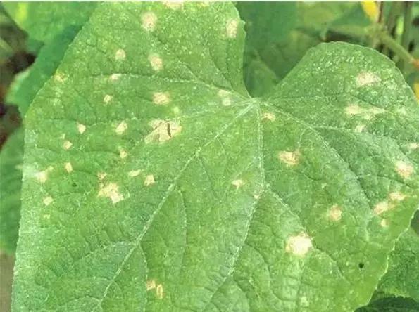 靶斑病,靶斑病能自己好吗