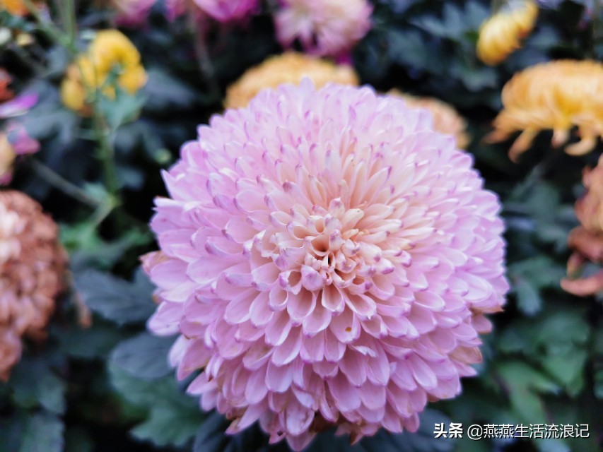 菊花开过后如何养护来年再开花,菊花的详细养护和技巧