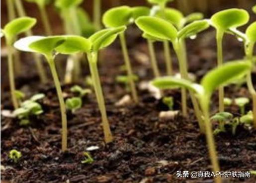 烟酰胺美白身体乳长毛吗,烟酰胺美白作用真的吗