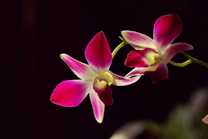 君子兰吊兰蝴蝶兰的图片,吊兰属不属于兰花的一种