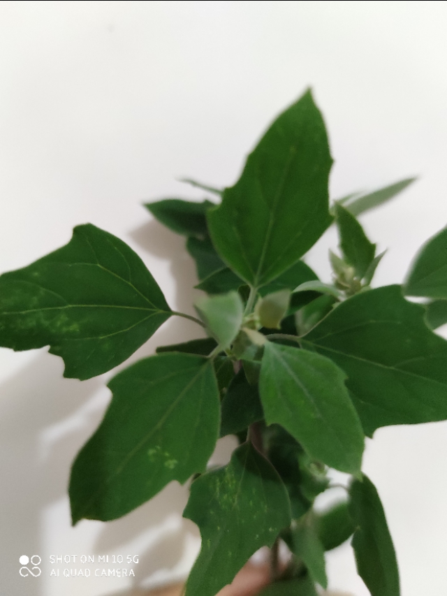 蚊子咬止痒最快的土法,蚊虫叮咬用什么草汁