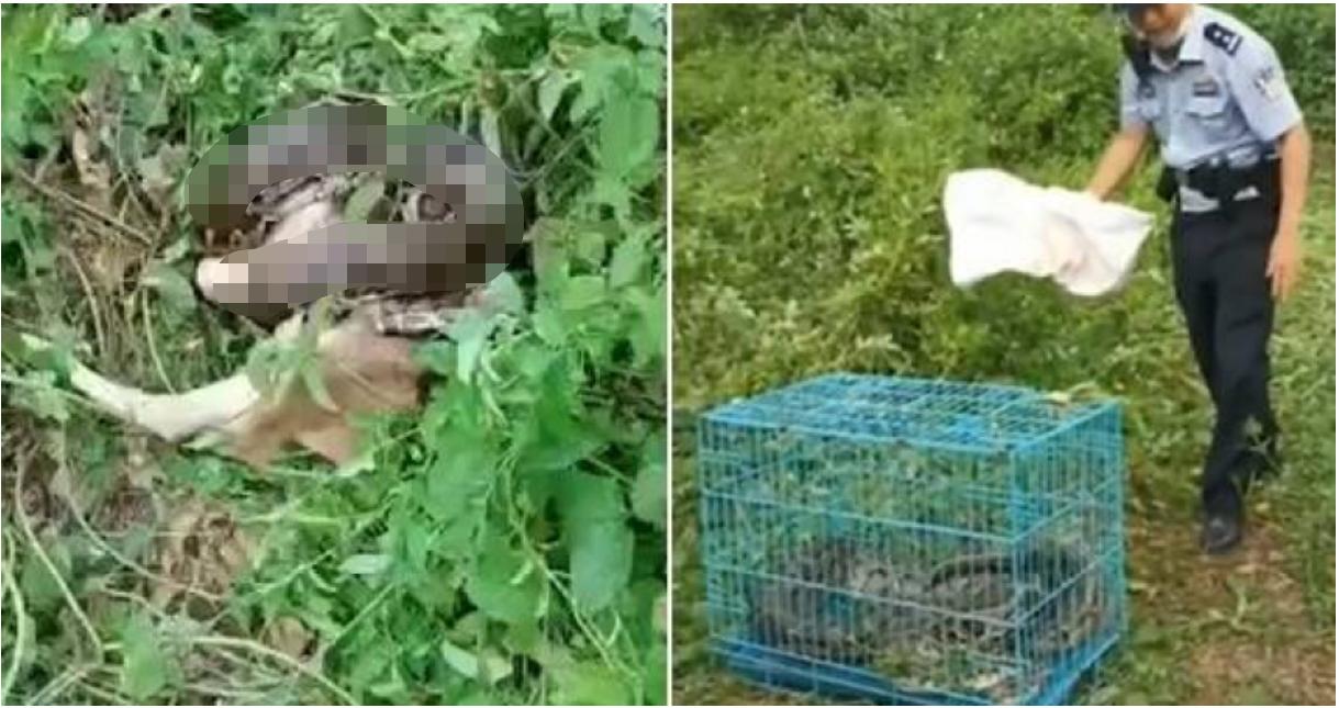 怎样解救被蟒蛇缠住的人,如何救助蟒蛇