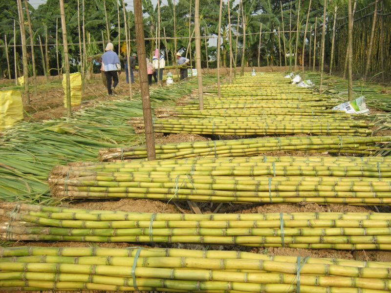青皮甘蔗和紫皮黑皮甘蔗哪个好吃,青皮甘蔗都有什么品种