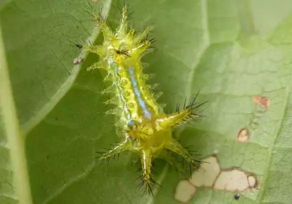 着它蛰一下火烧火燎，你印象中满身带刺的“火辣子”妈妈是谁