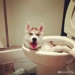 蹲便好还是马桶好介绍,是蹲厕更方便还是马桶更方便