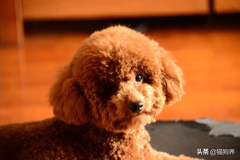 幼犬泰迪3个头上毛不卷正常吗,香槟色泰迪小时候为什么毛不卷