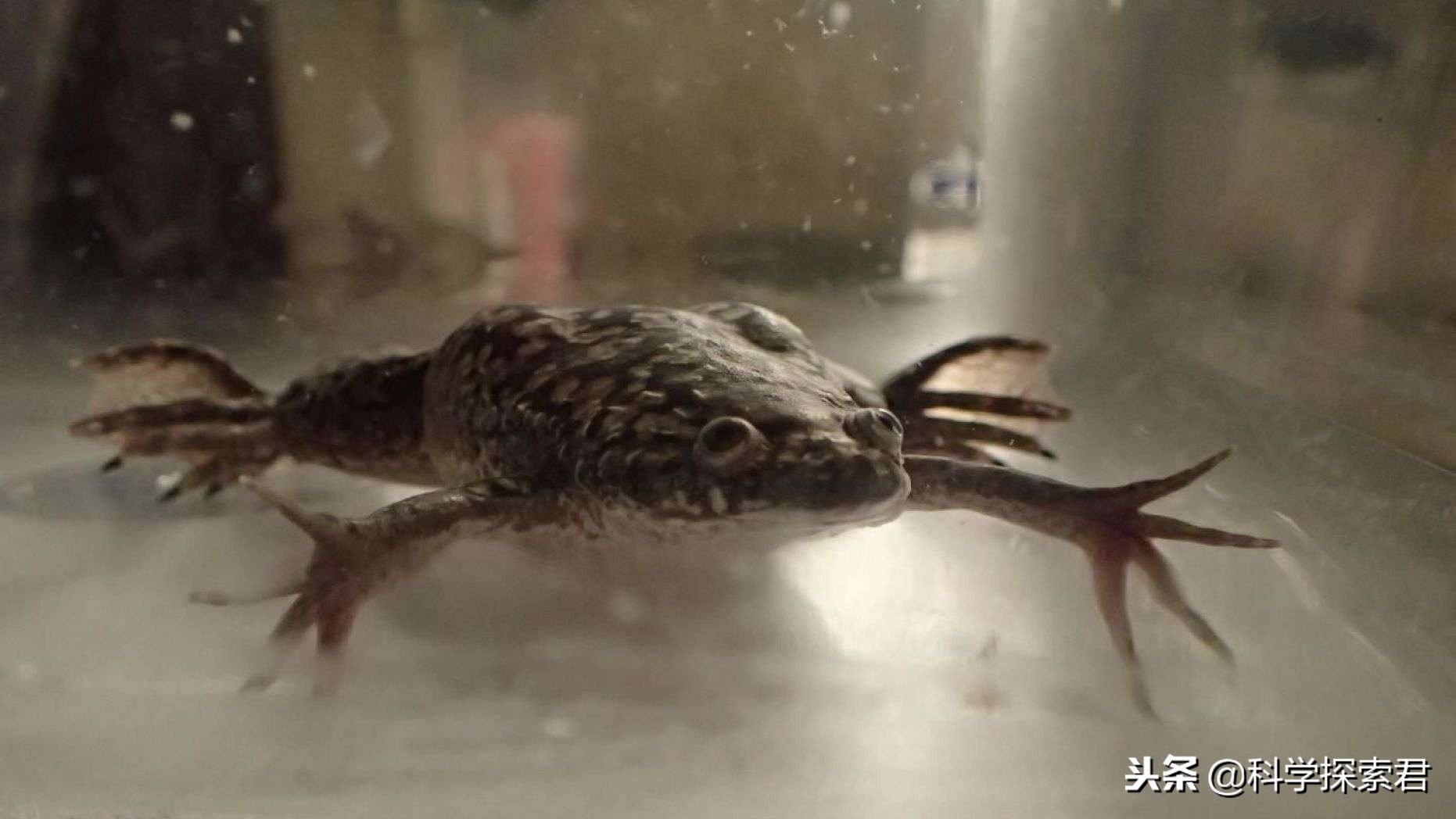 美国科学家青蛙再生,美国生物科技创造