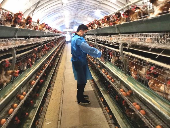 沙门氏杆菌家禽怎么预防,养殖场沙门氏菌预防方法