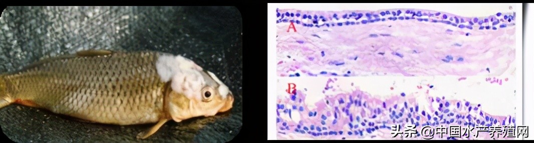 鱼病快速诊断与防病技术,鱼虾蟹病防治方法
