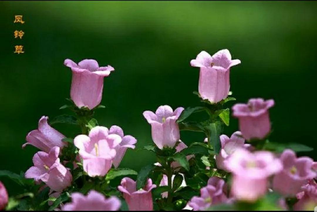 铃儿响叮当双音和弦五线谱,铃儿响叮当三级长笛