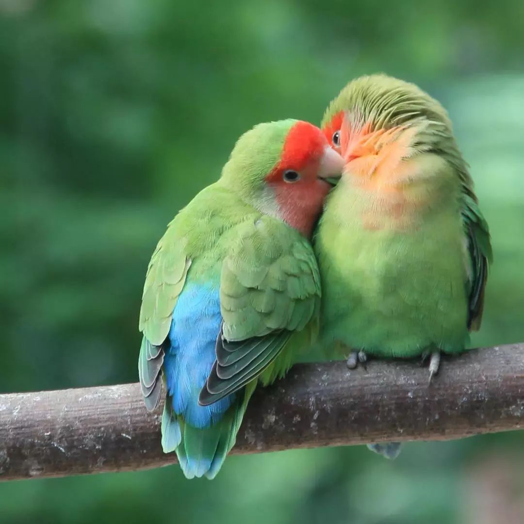 非洲鹦鹉住进仙人掌？从宠物变野生种群，占领一座城市