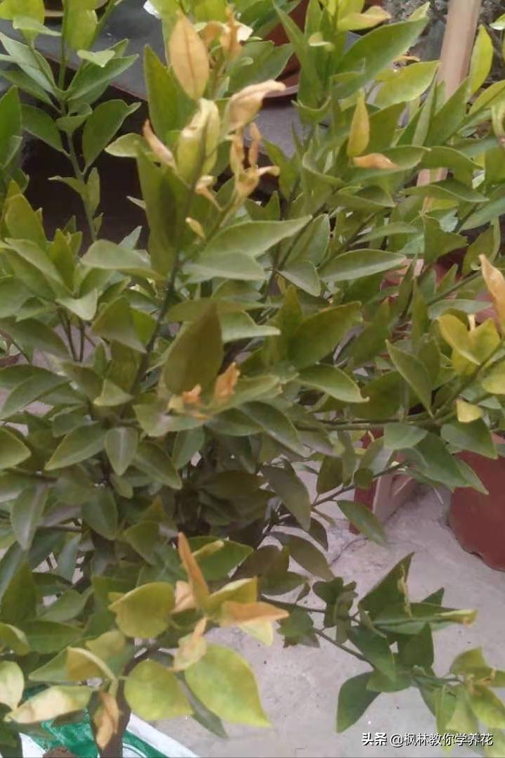 北方怎么养橘子盆栽,橘子树怎么养才好看