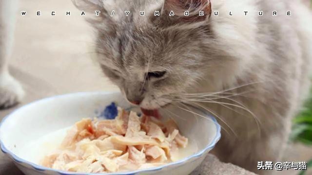 猫咪四肢无力总是趴着,猫咪缺钙双腿不一样粗