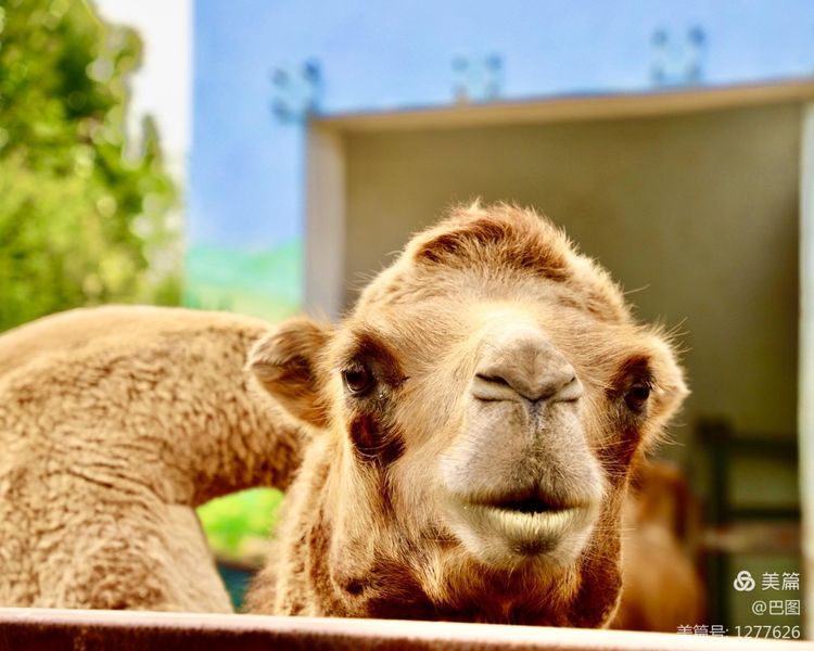 游玩万安山,洛阳万安山游玩攻略