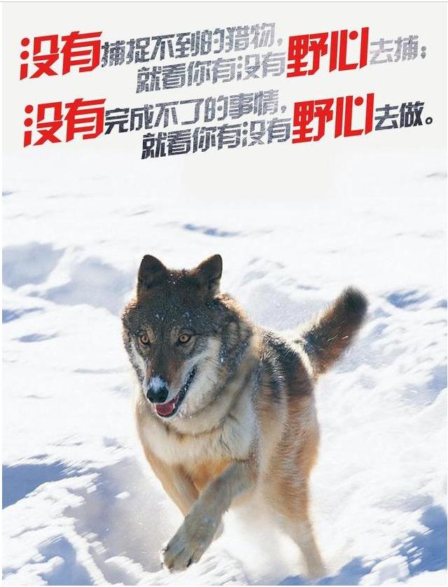 狼文化的团队文化,狼文化与狼性团队