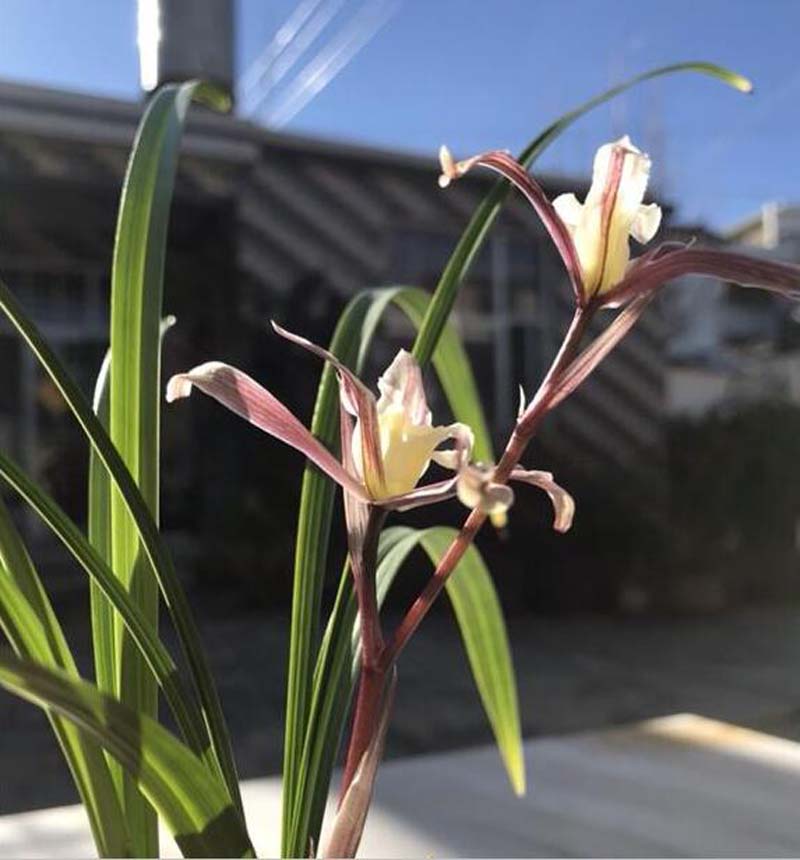 兰花药害和肥害有什么区别,兰花肥害的症状及解救方法